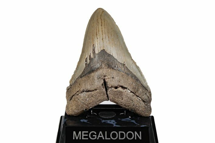 Serrated, 5.28" Fossil Megalodon Tooth - North Carolina